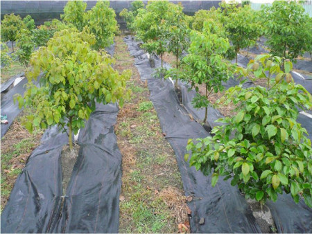 果園防草布