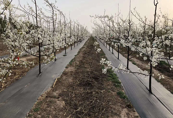 北京除草布廠家電話