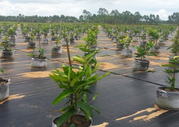 北京除草布廠家電話