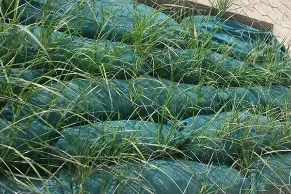 山東環保生态袋多少錢一平米